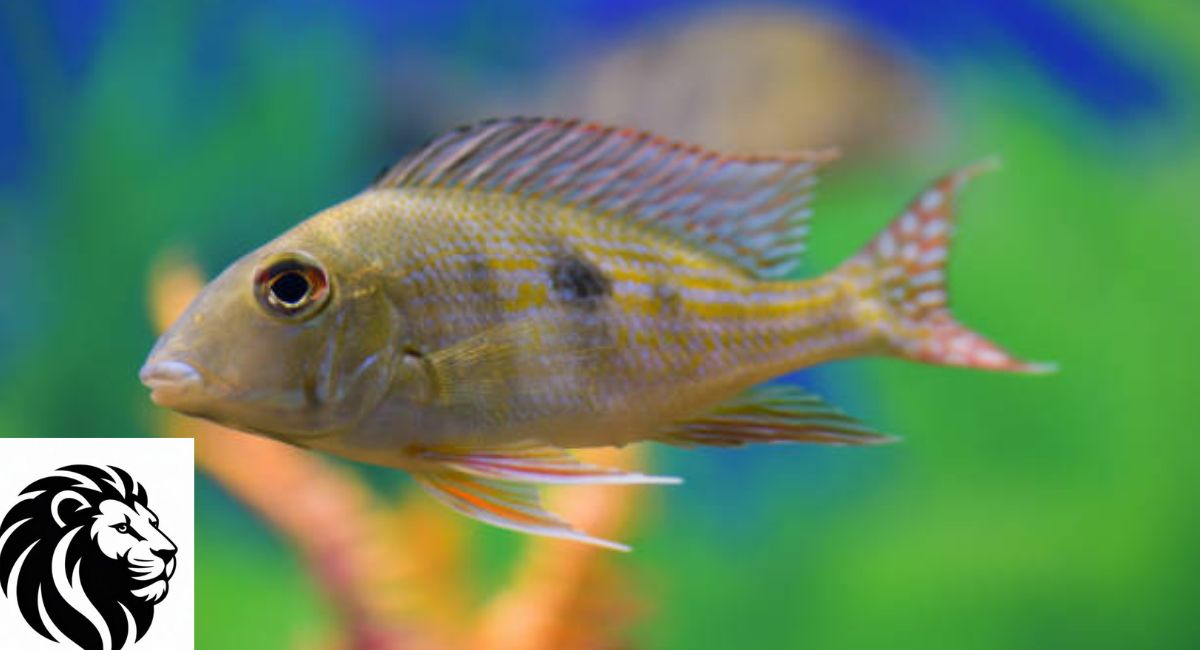 Xenotilapia