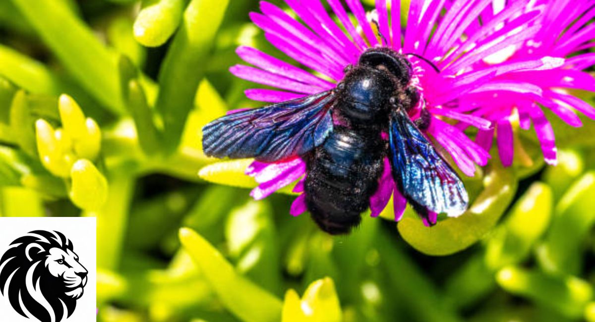 Xylocopa