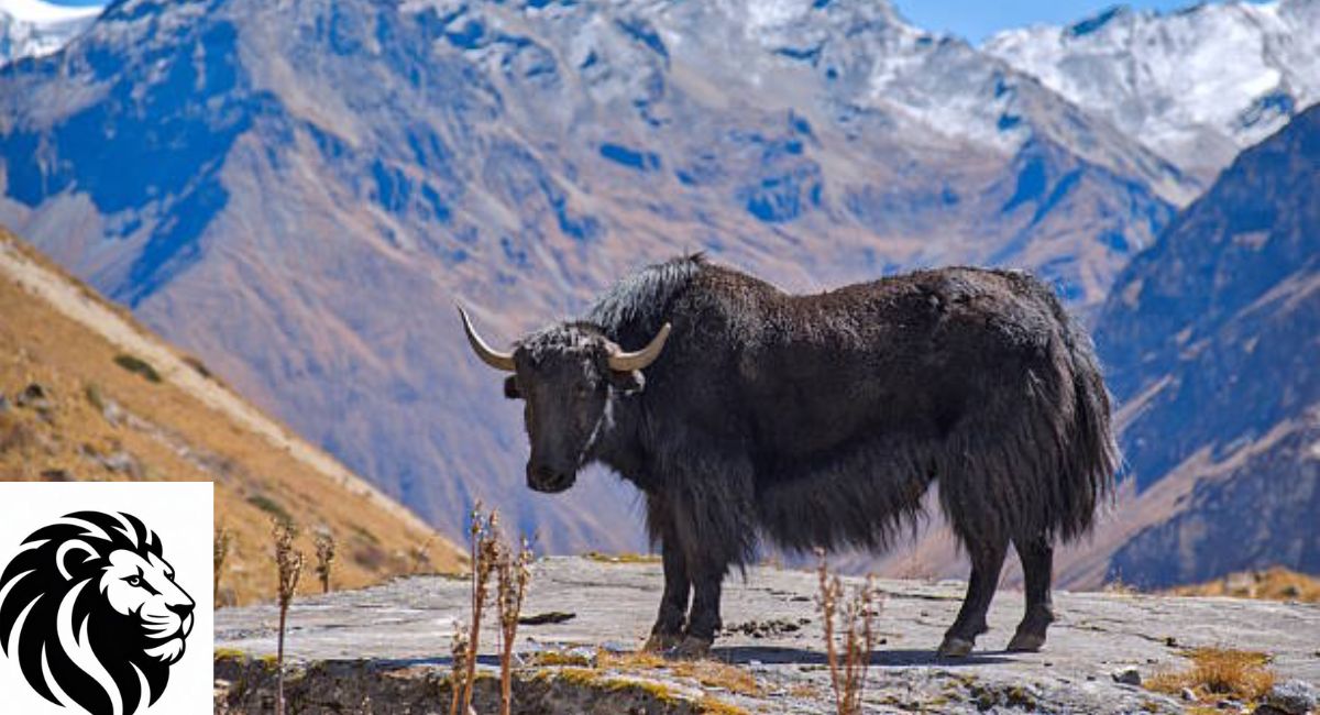 Yak