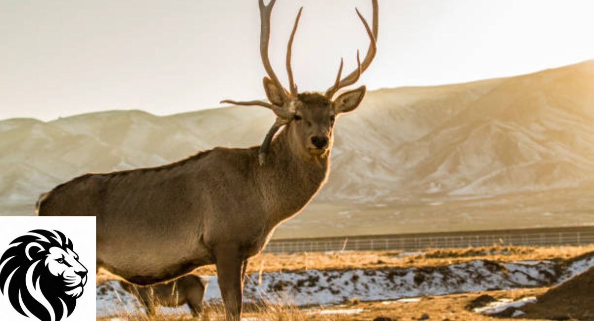 Yarkand Deer