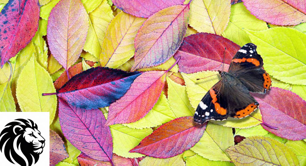 Yellow Admiral Butterfly