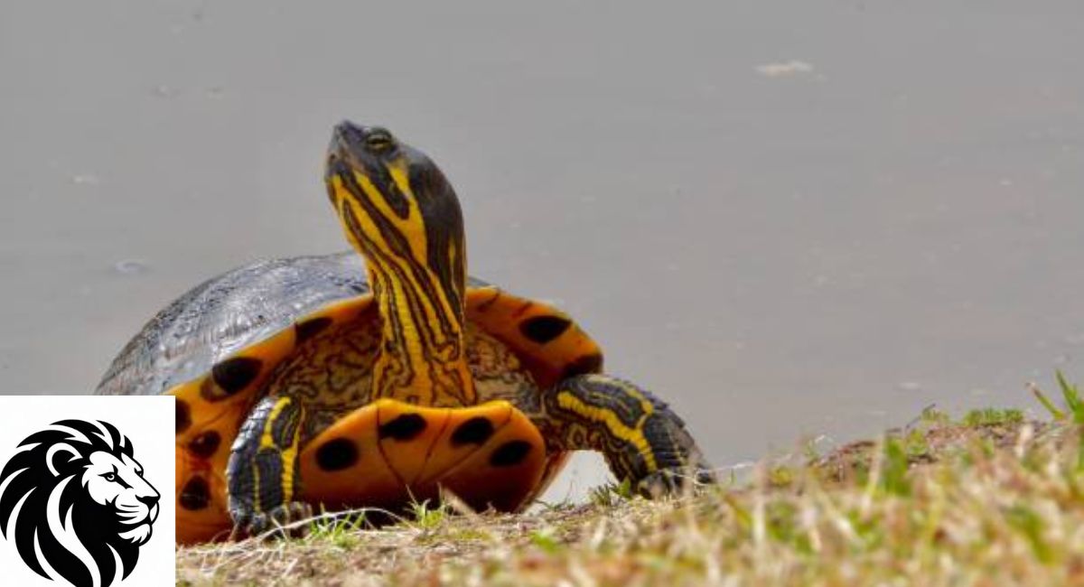 Yellow-Bellied Slider