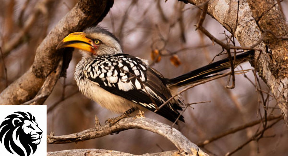 Yellow-Billed Hornbill