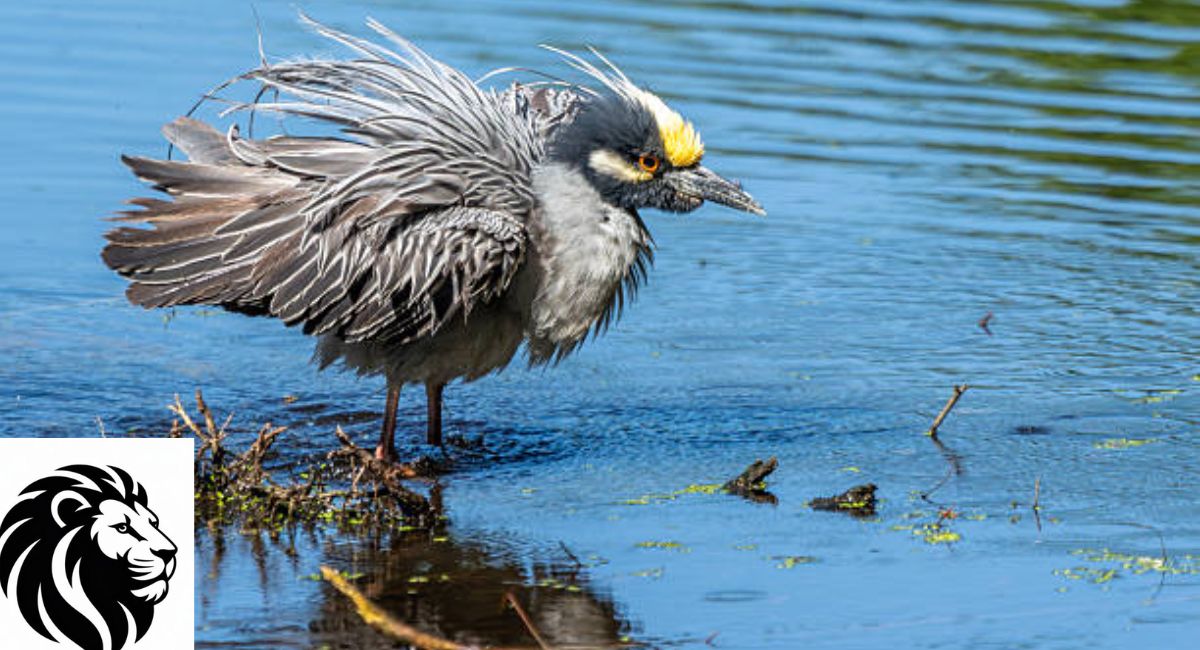 Yellow-Crowned Night Heron