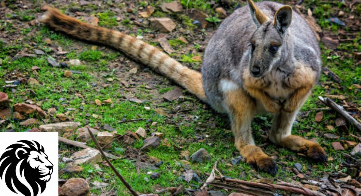 Yellow-Footed Rock Wallaby