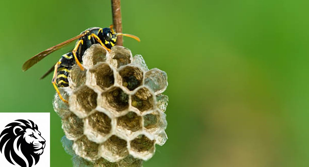 Yellow Jacket