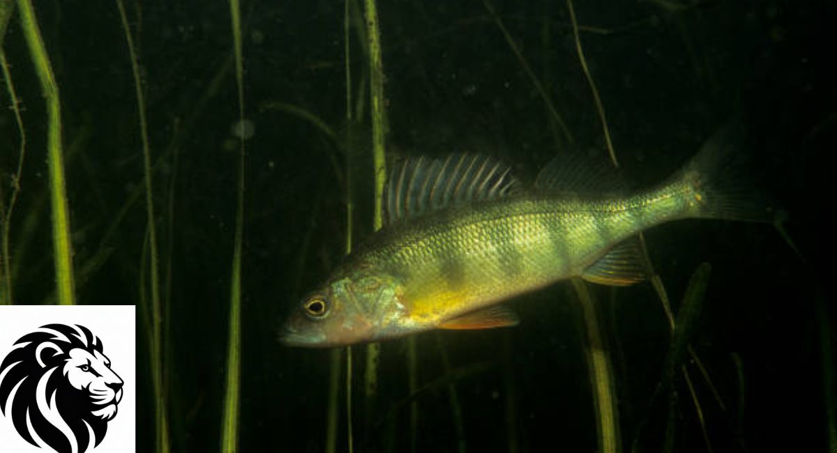 Yellow Perch
