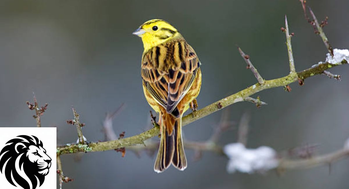 Yellowhammer