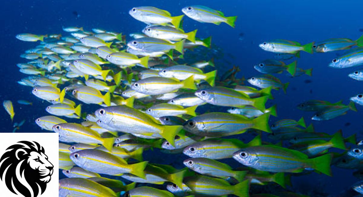 Yellowtail Snapper
