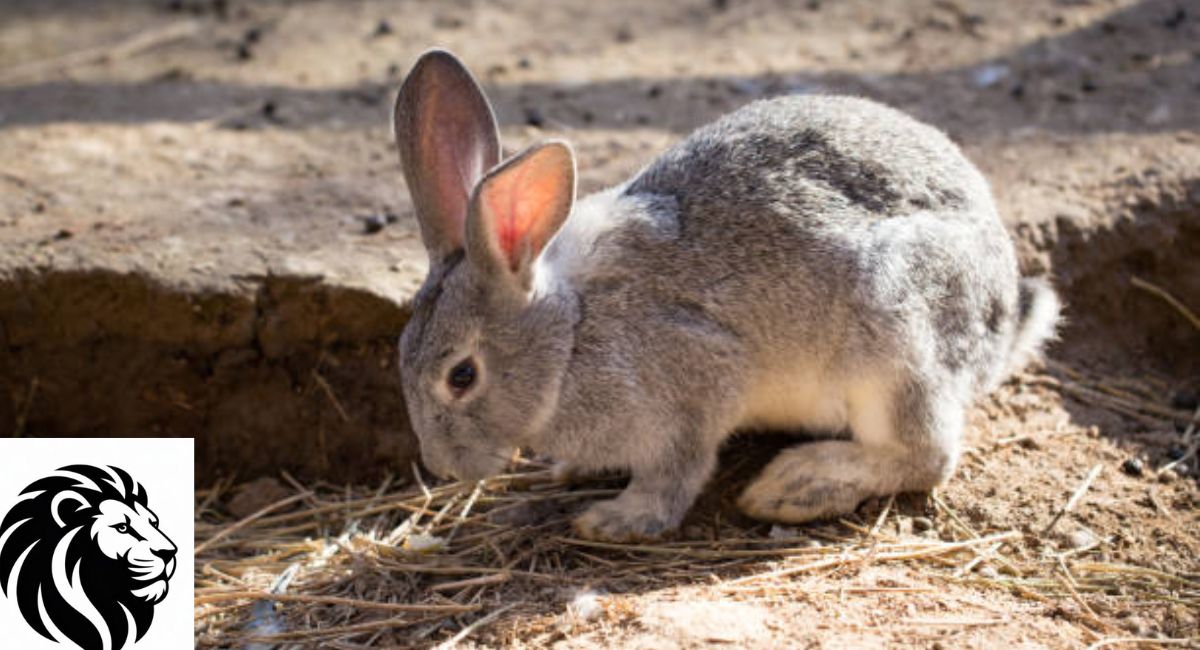 Yunnan Hare