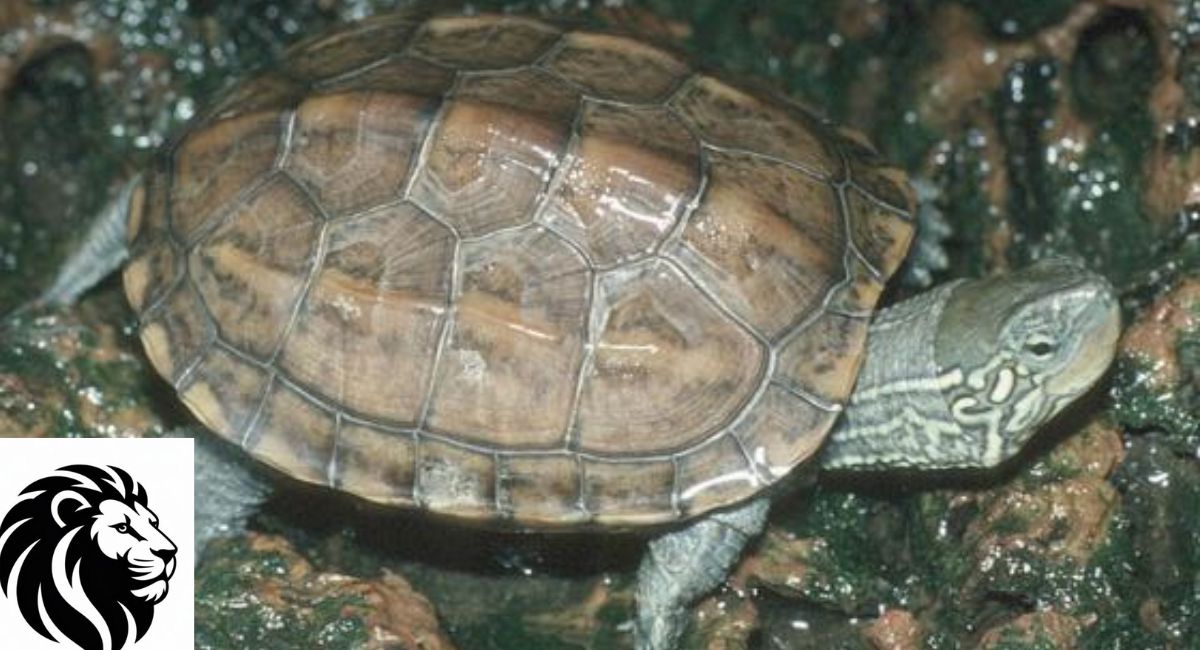 Yunnan Pond Turtle