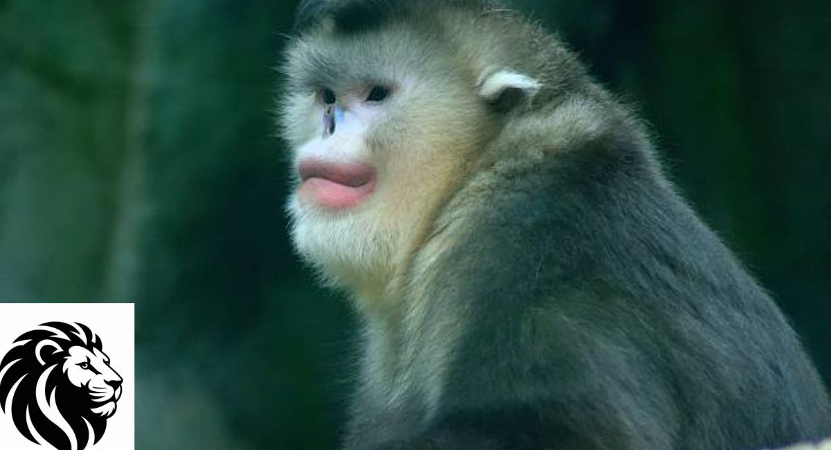 Yunnan Snub-Nosed Monkey