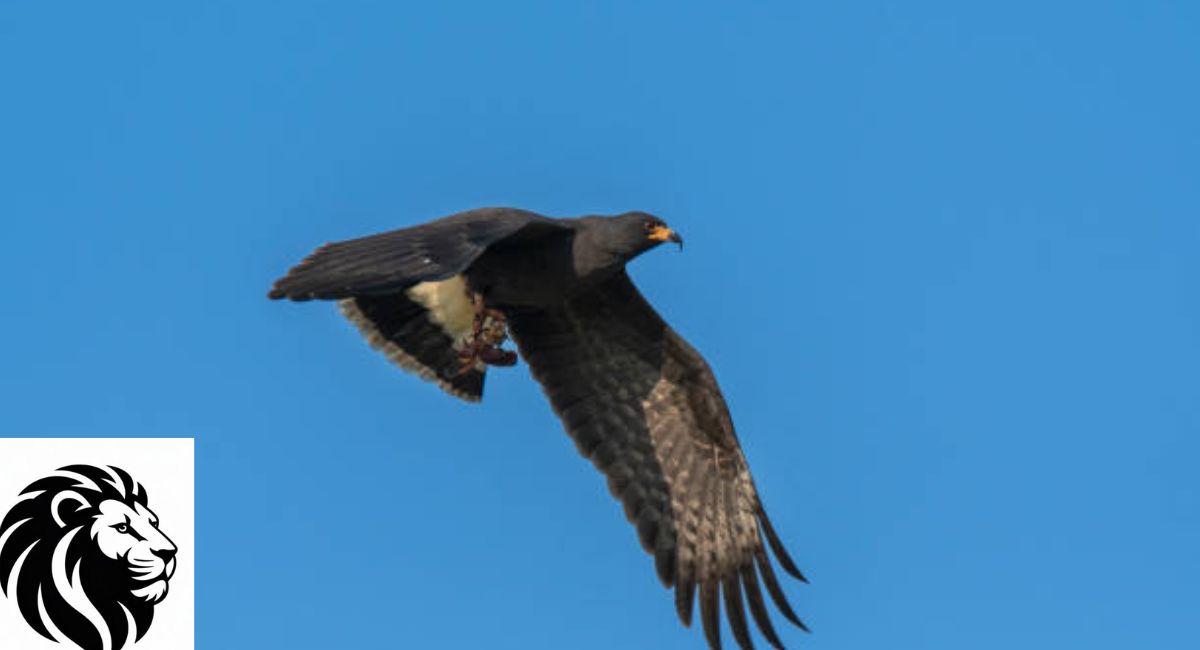 Zone-tailed Hawk