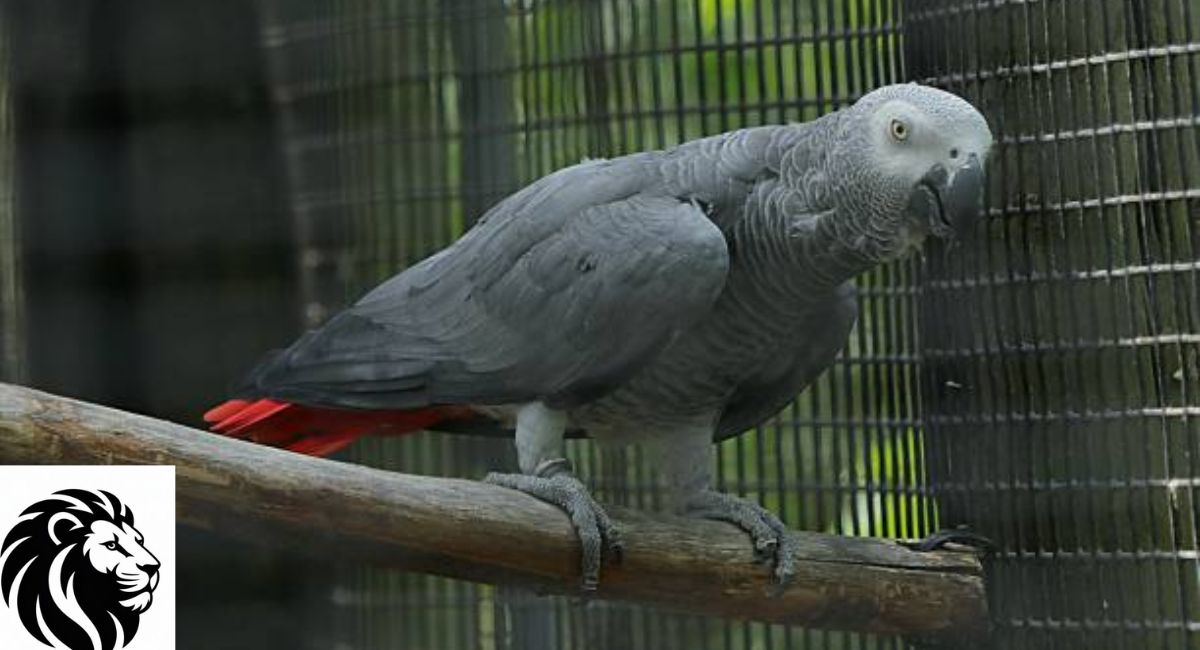 African Grey Parrot