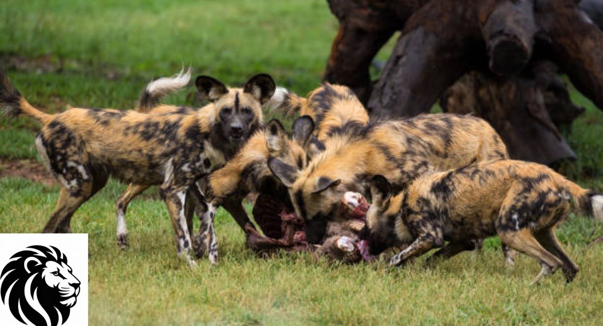  African Wild Dog Behavior and Social Structure