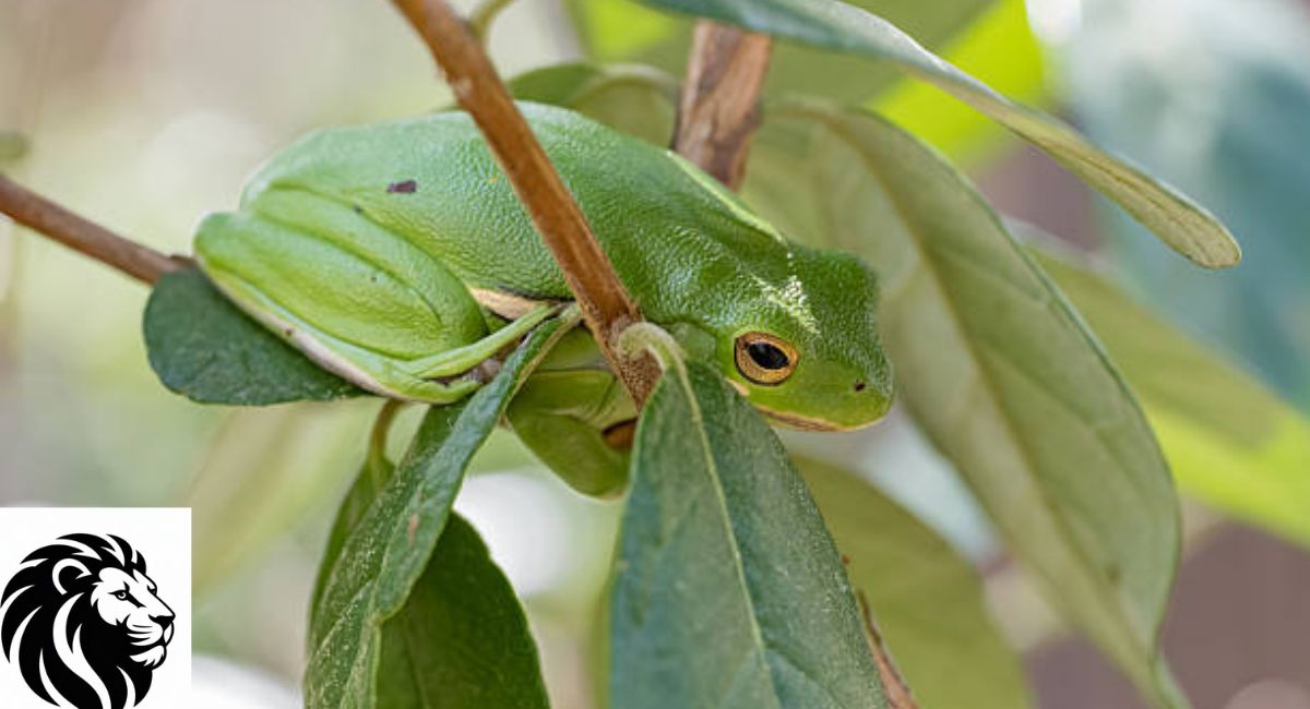 American Green Tree Frog