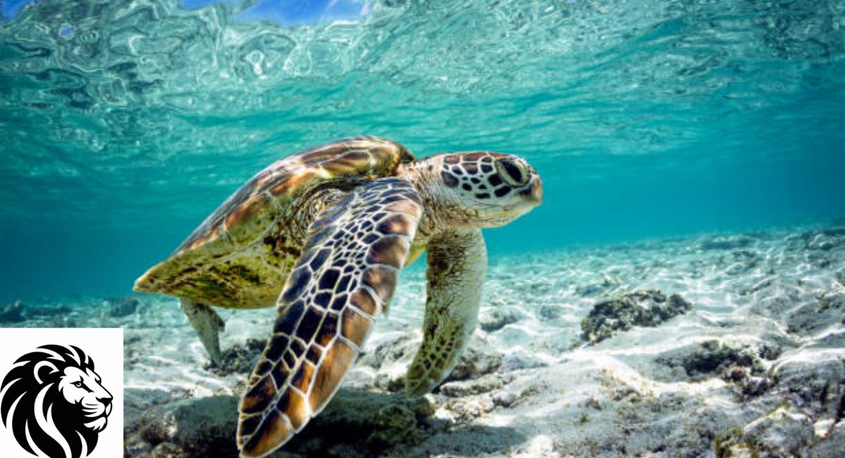 Are Turtles Reptiles or Amphibians?