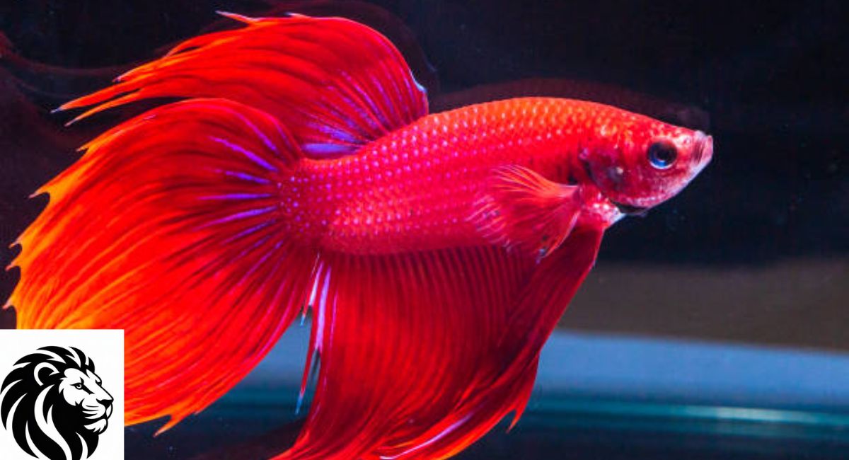 Betta Fish