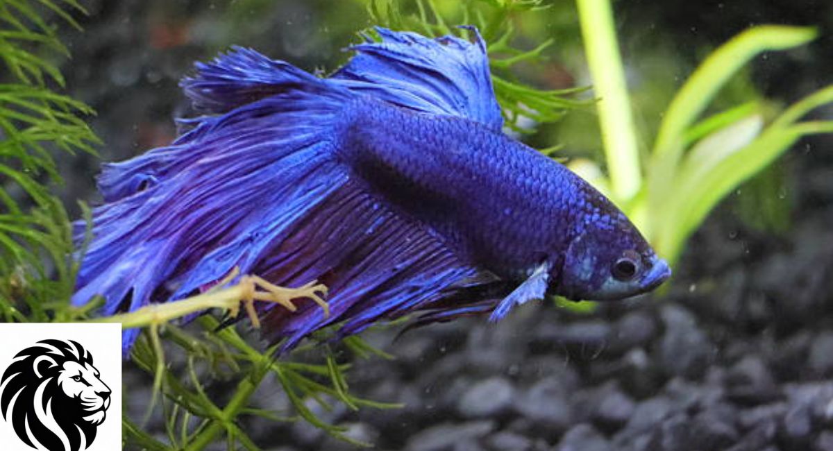 Betta Fish