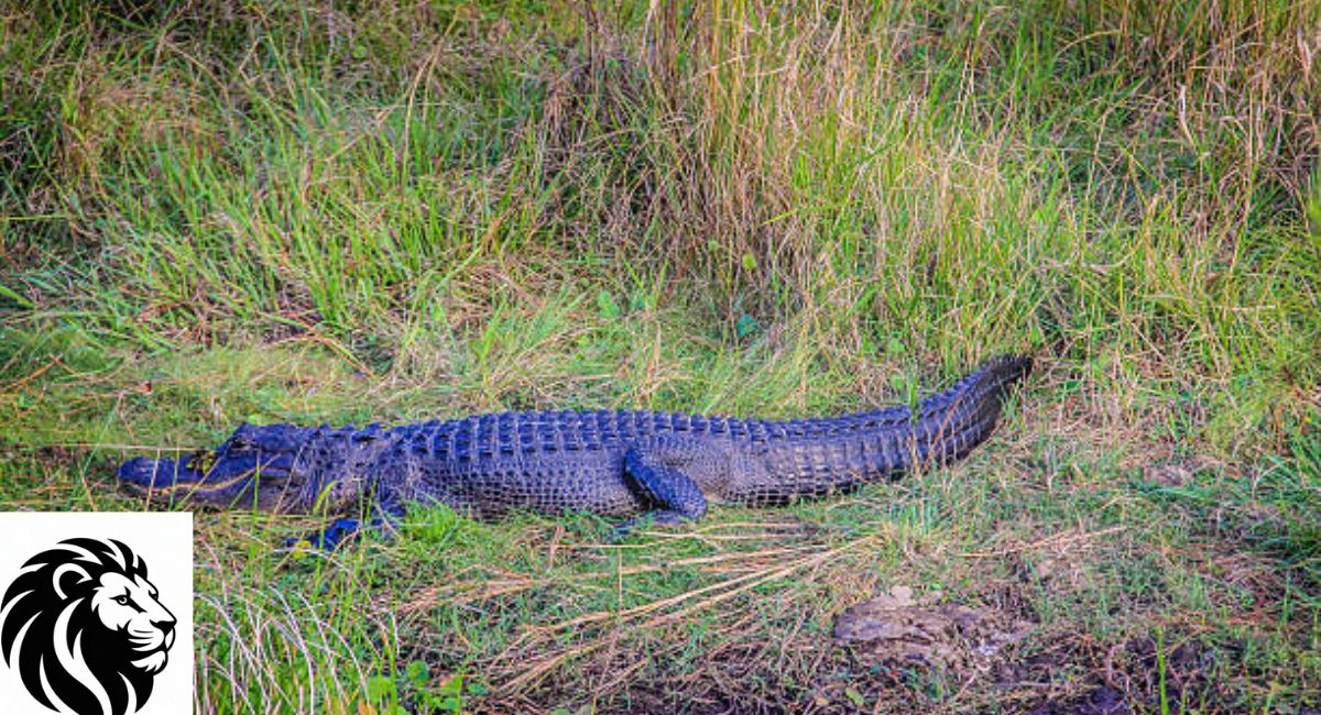 Black Caiman