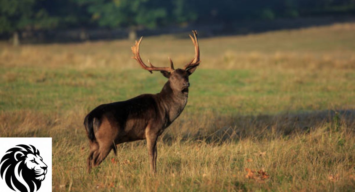 Black Deer