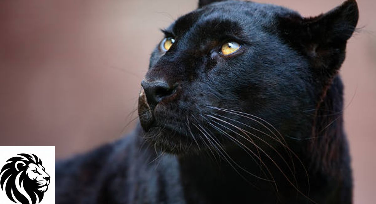 Black Leopard