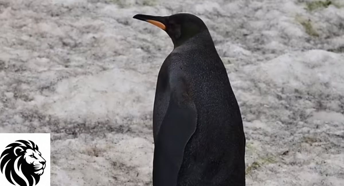 Black Penguin