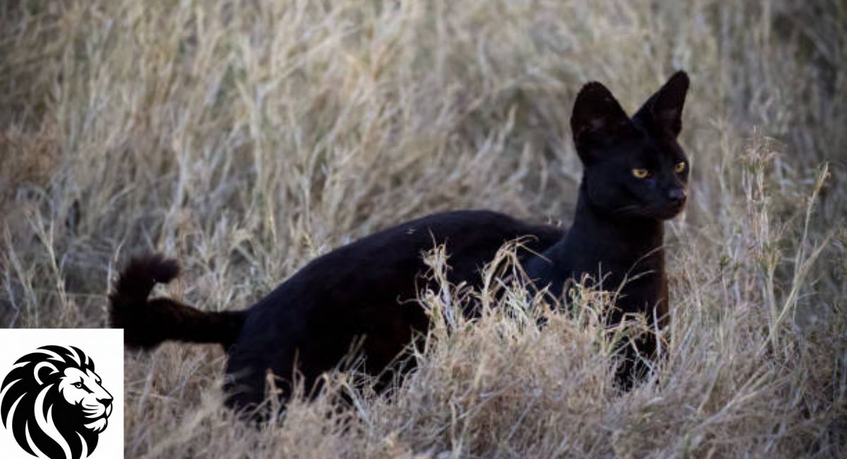 Black Serval