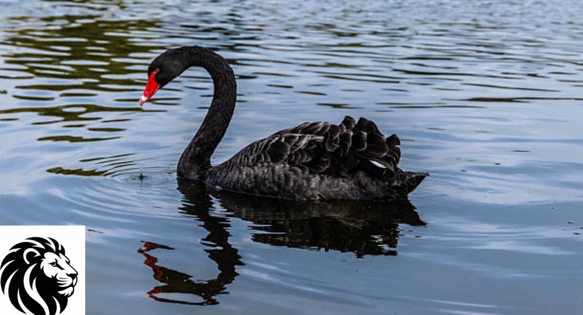 Black Swan