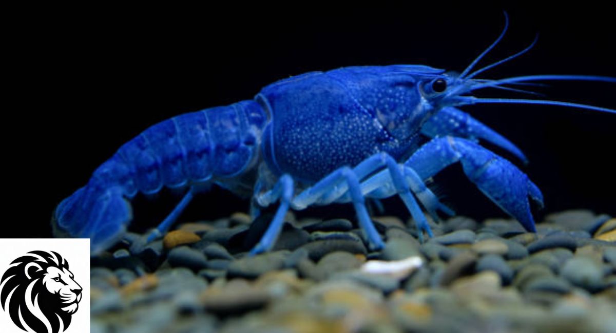 Blue Crayfish