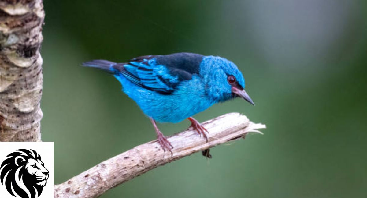 Blue Dacnis