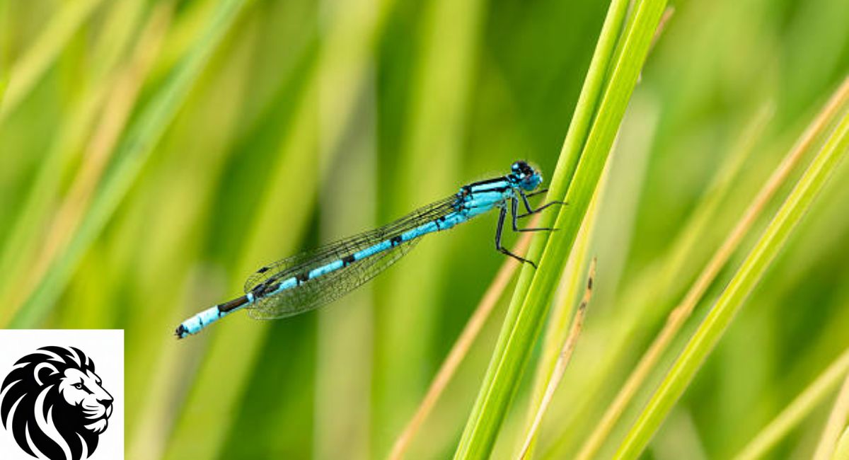 Blue Damselfly