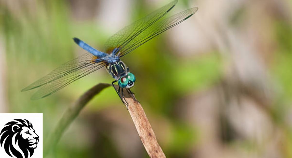 Blue Dasher