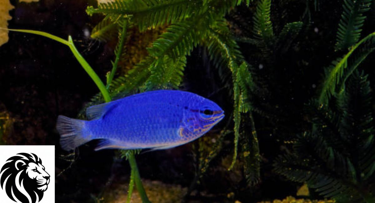 Blue Devil Damselfish