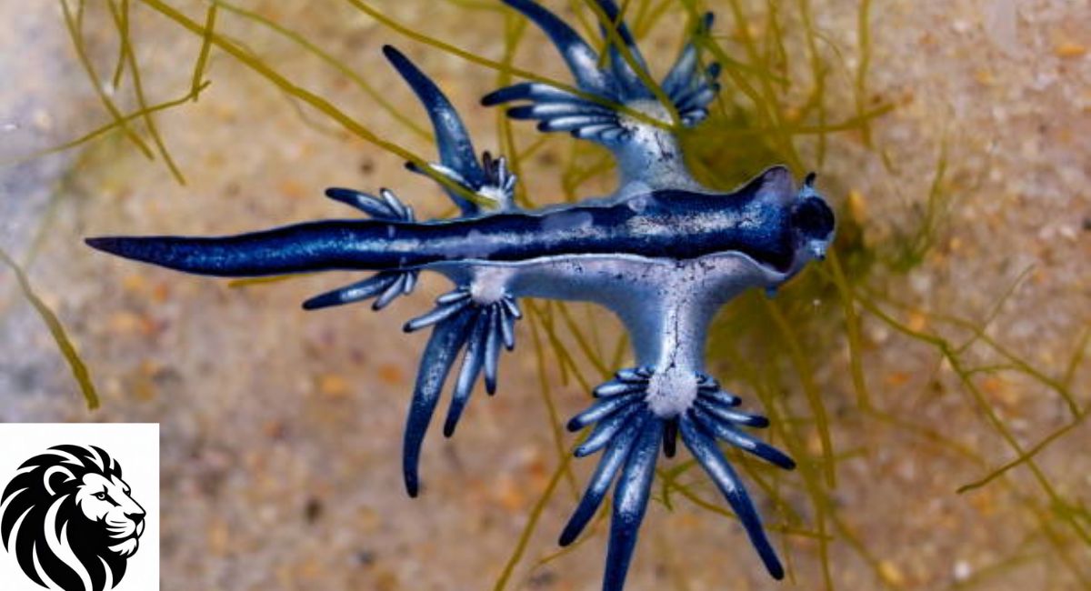 Blue Dragon Sea Slug
