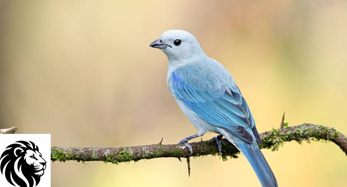 Blue-Gray Tanager