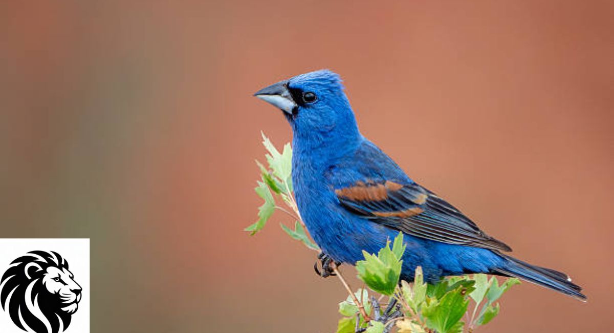 Blue Grosbeak