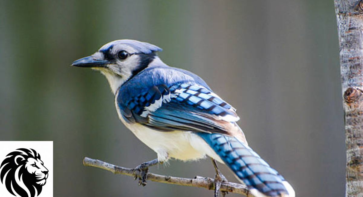 Blue Jay