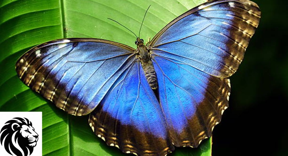 Blue Morpho Butterfly