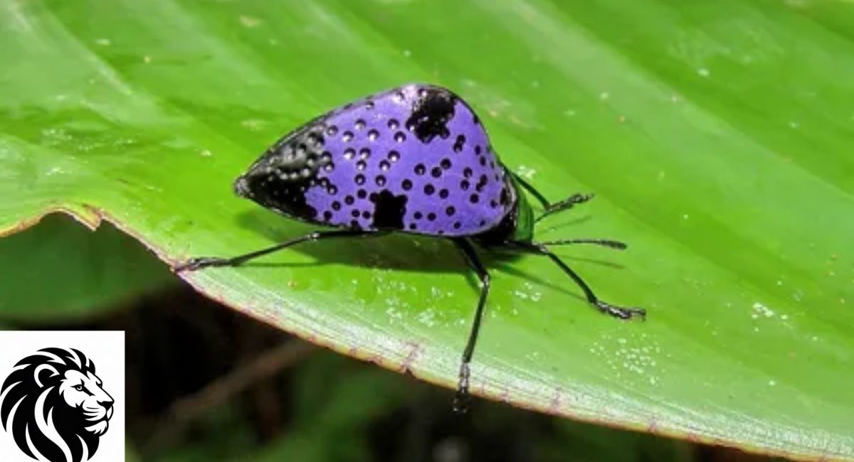 Blue Pleasing Fungus Beetle