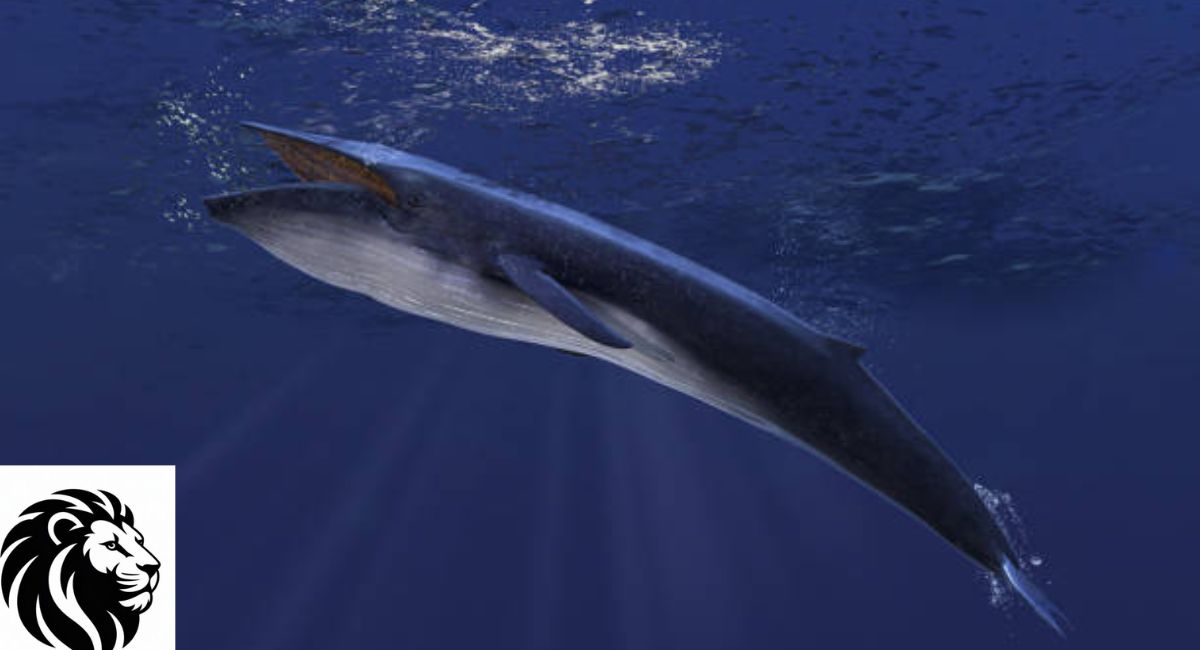 Blue Whale