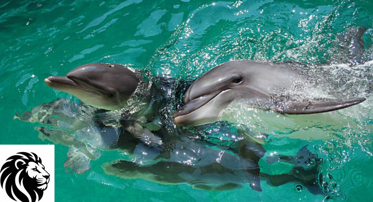 Bottlenose Dolphin