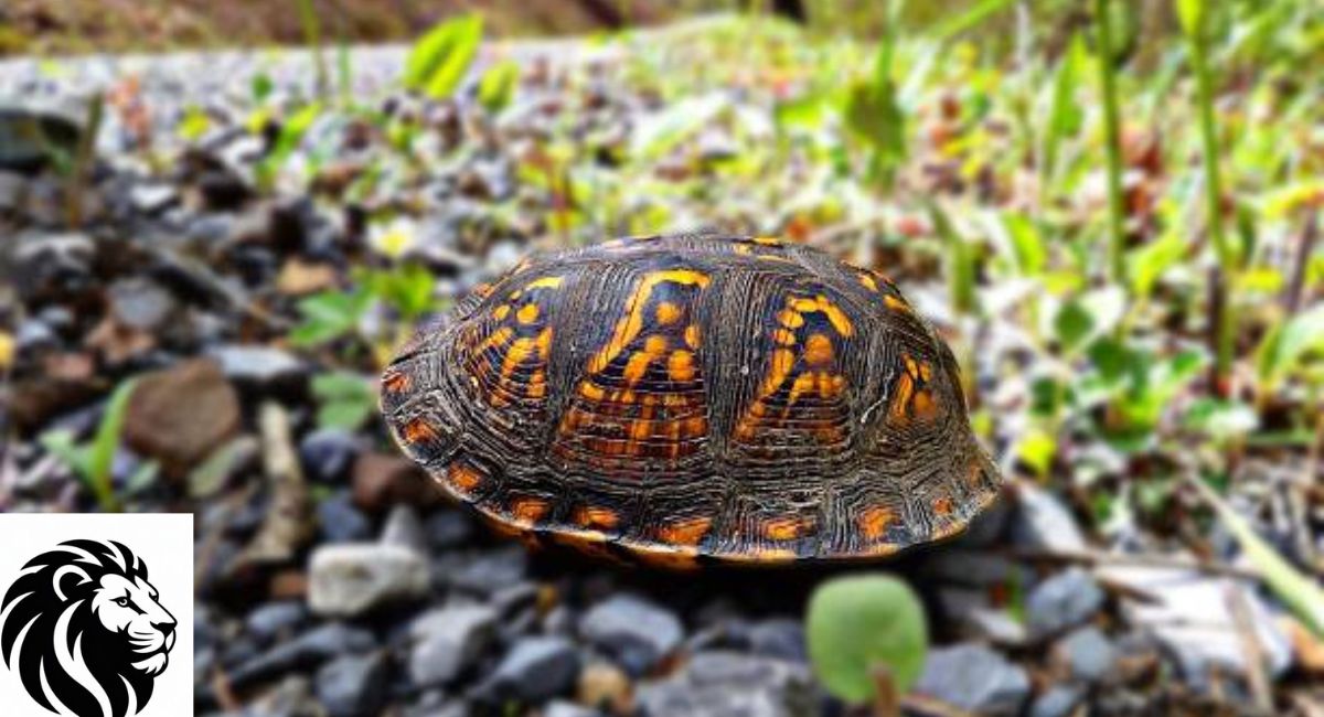 Box Turtles