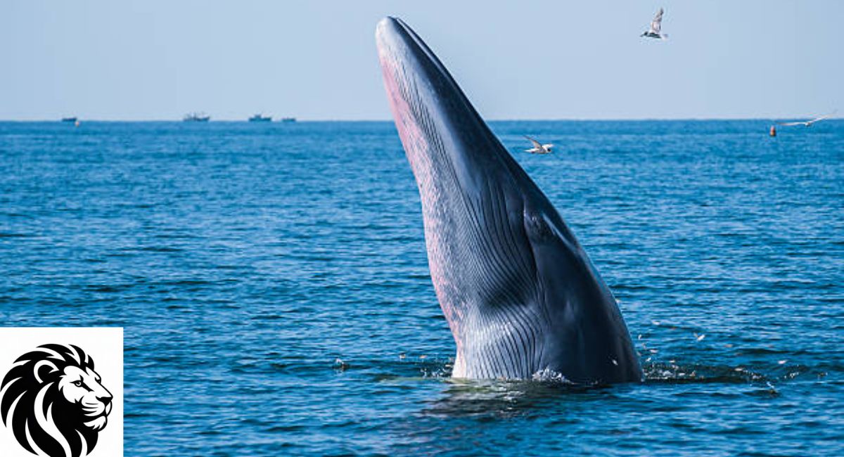 Bryde's Whale