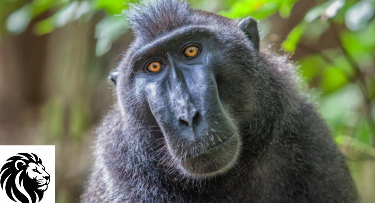 Celebes Crested Macaque