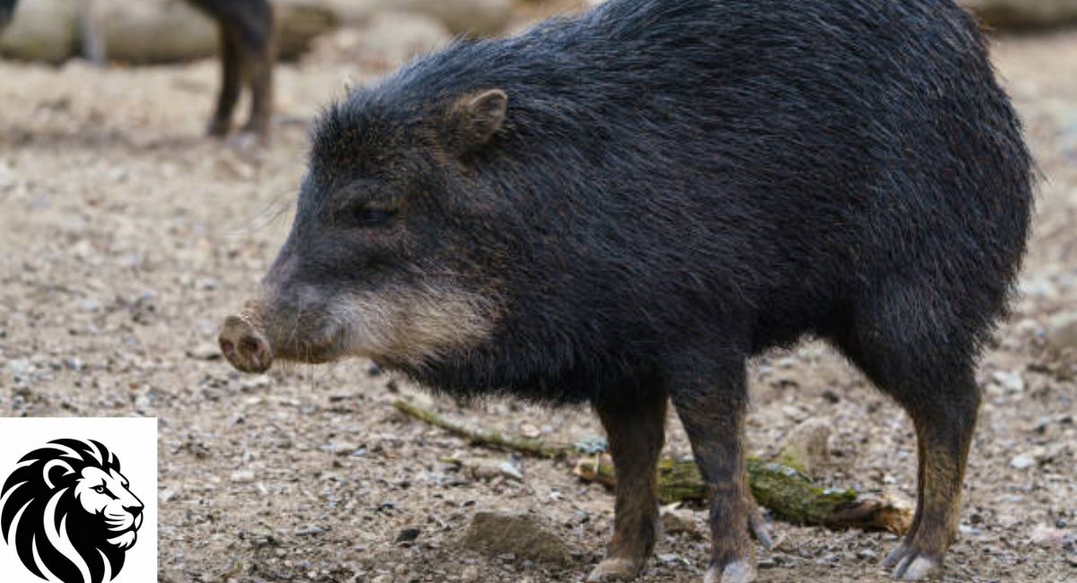 Chacoan Peccary