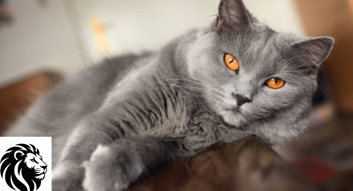Chartreux Cat