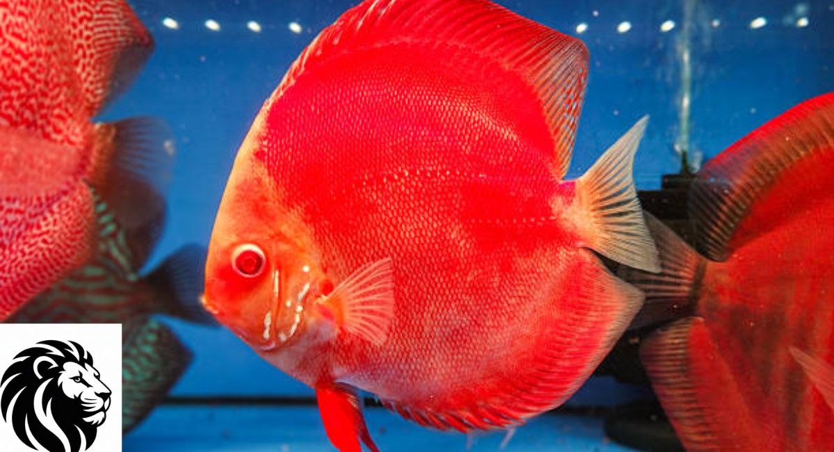 Discus Fish