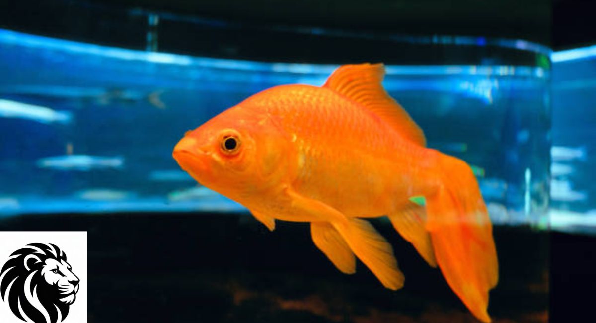 Common Goldfish