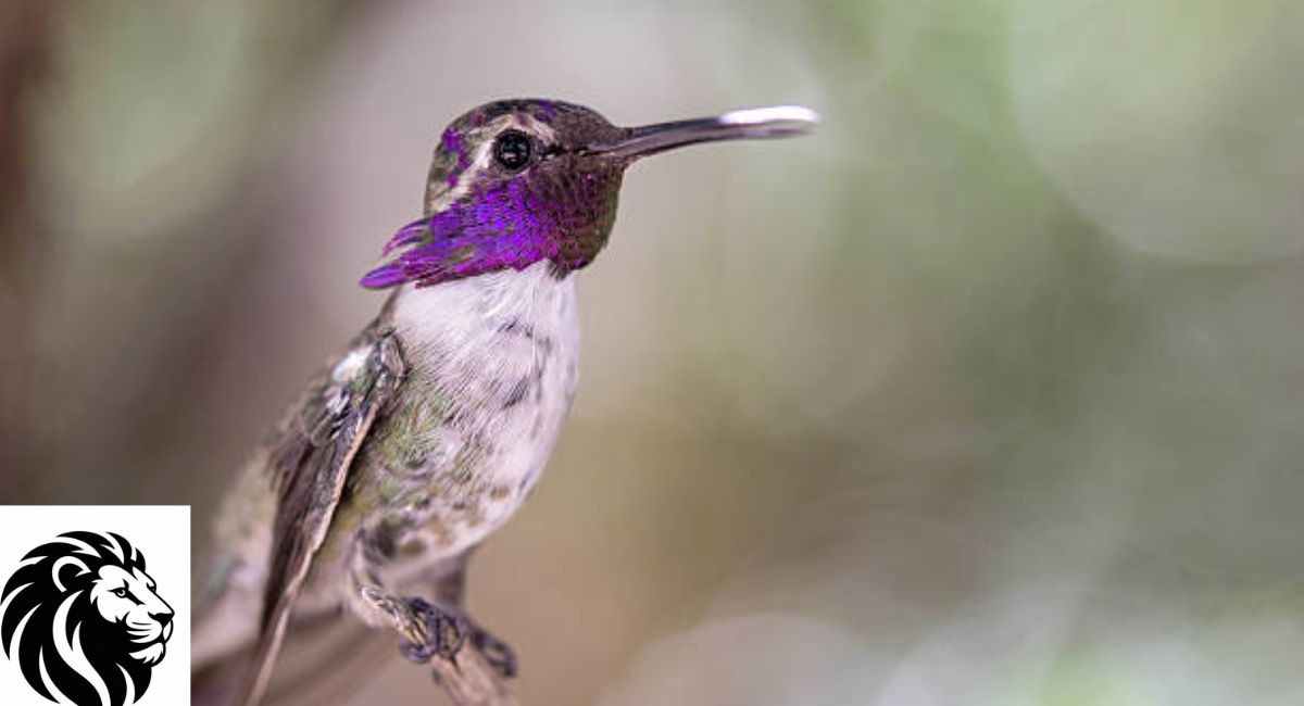 Costa's Hummingbird